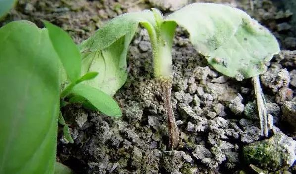 超级实用蔬菜病害识别要点