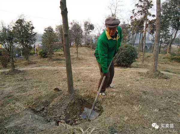 结合土壤消毒进行松土通过土壤消毒能有效防治植物病害的发生和蔓延.