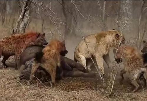 鬣狗群又來搶獅子的獵物，一只獅子的做法注定了這場爭奪戰的結局 職場 第5張