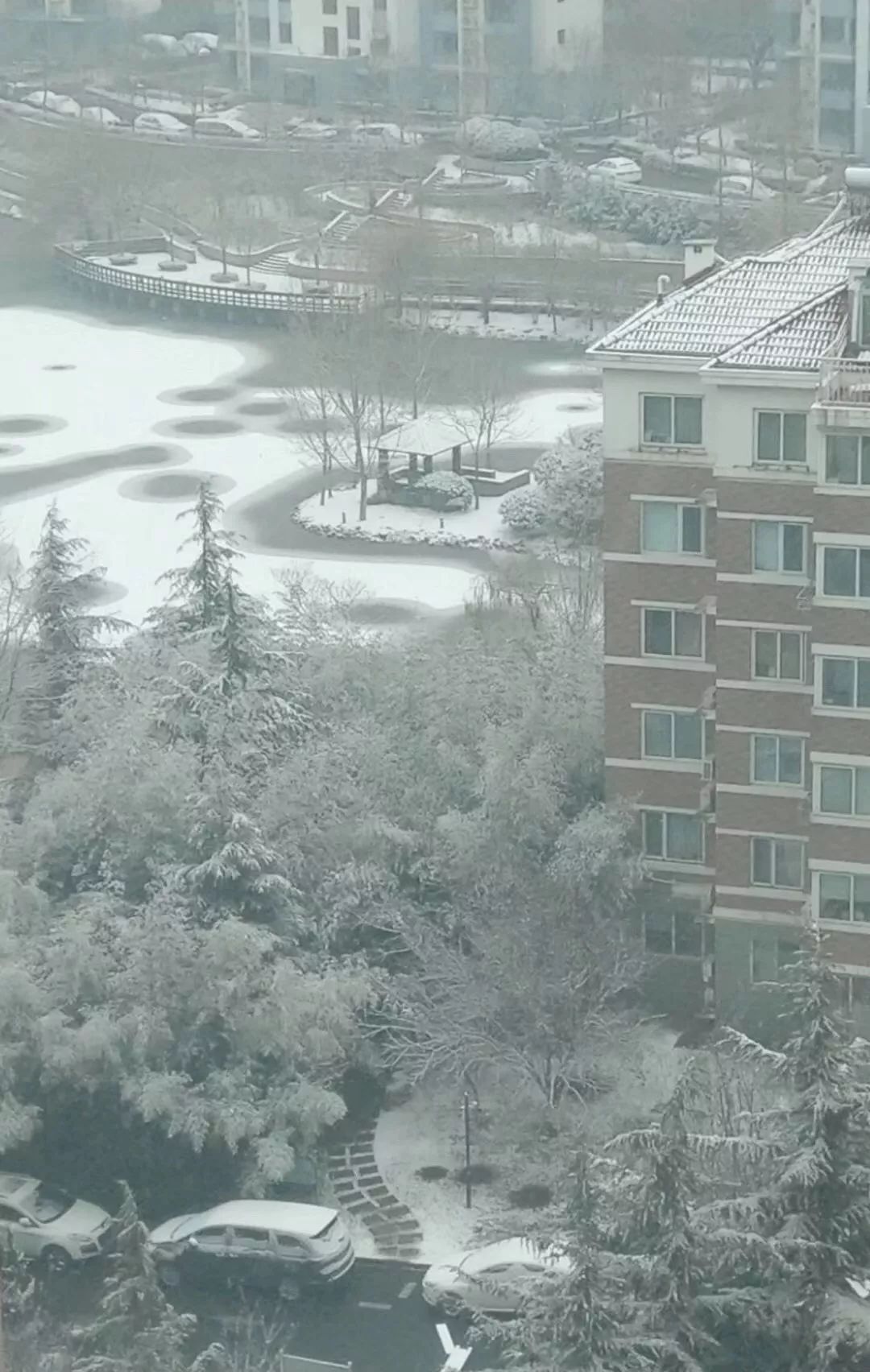 最新:青岛这个区雪最大!一大波雪景美图来了…丨12.11新闻早餐