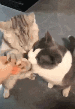 網友給兩只貓喂零食吃，其中一只貓按著同伴的頭吃獨食，好霸道！ 職場 第2張