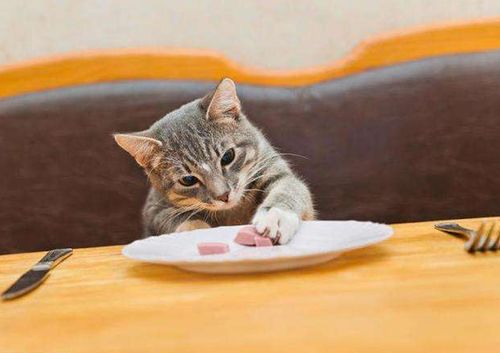 貓咪腸胃不好如何調理？寵物腸胃寶如何正確餵食？ 職場 第4張