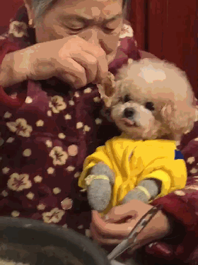 奶奶協助照顧泰迪，一個月之後，奶奶懷抱狗，嘴裡喊著：寶貝張嘴 職場 第1張