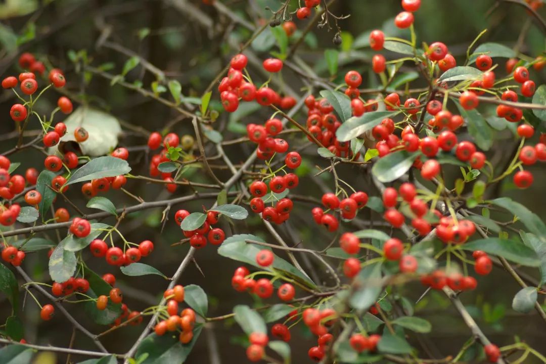 冬季观赏植物火棘浙江红山茶冬青