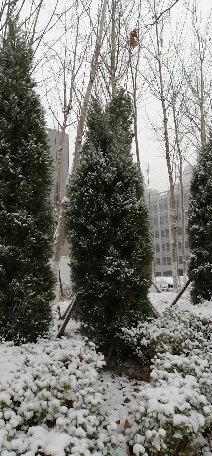 雨雪天出行,你需要注意这些……(附东营雪景图)