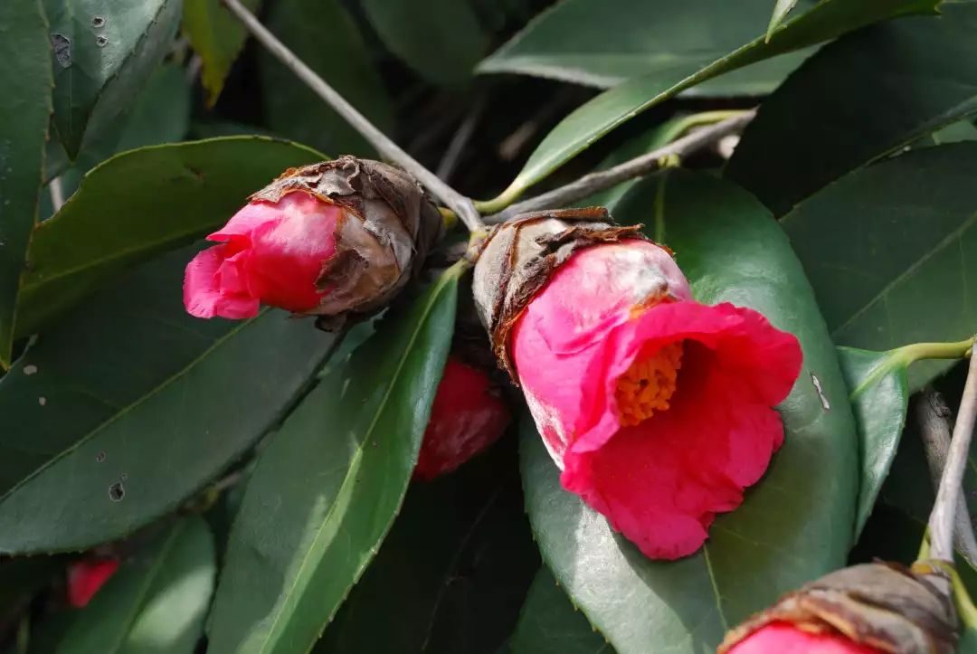 【冬季观赏植物】火棘&浙江红山茶&冬青