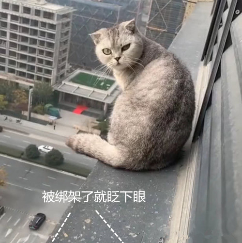 貓咪絕育後突然失蹤，隔天在20樓的窗台外找到：我會對你負責的 職場 第3張