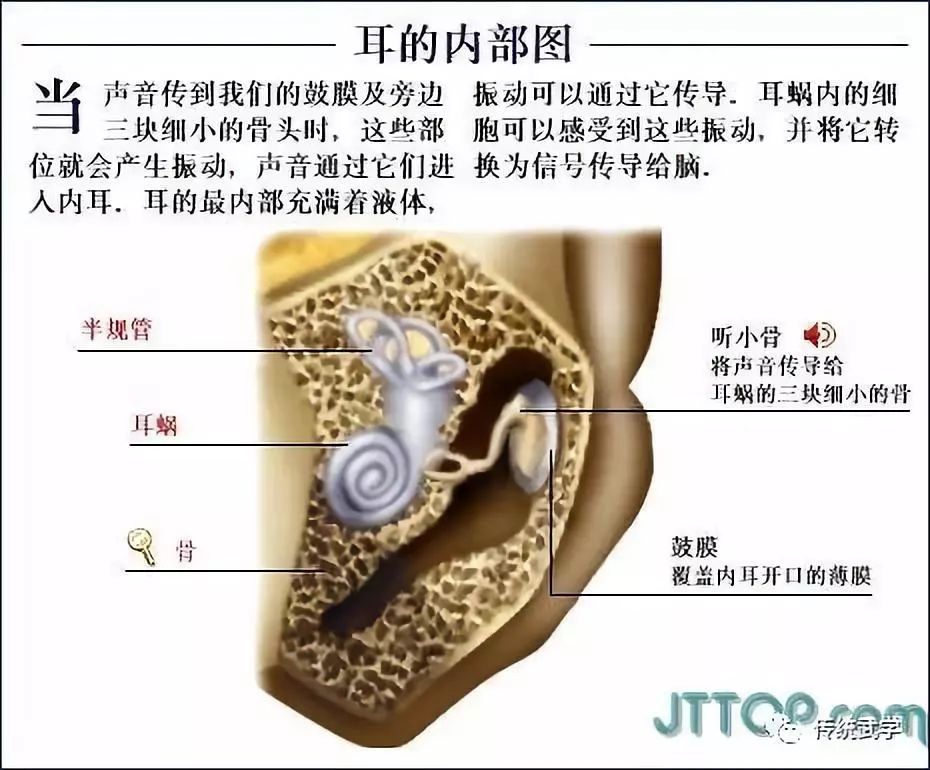 高清人体三维解剖图--白骨观,不净观可以参考观照