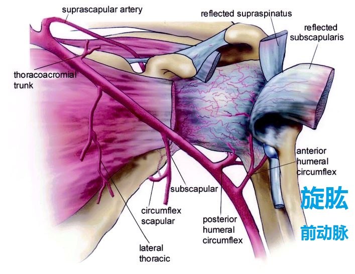 上图:4指旋肱前动脉 6指旋肱后动脉 反肩置换手术入路时是先切断肩胛