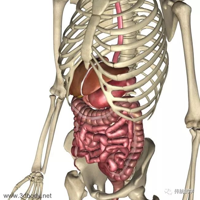 高清人体三维解剖图--白骨观、不净观可以参考观照