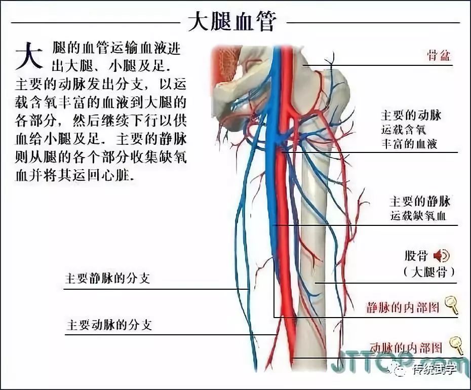 高清人体三维解剖图-白骨观,不净观可以参考观照