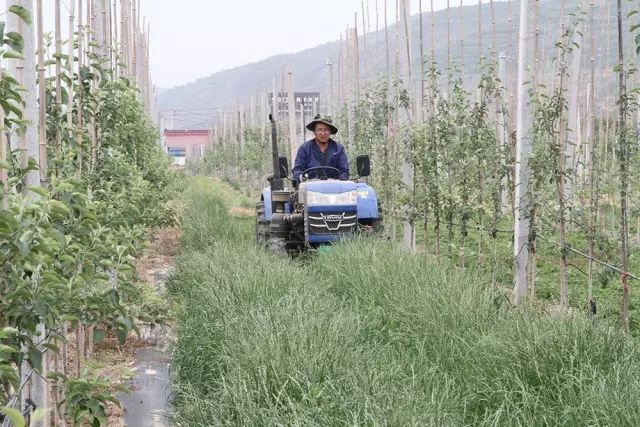 果园不除草,反而去种草!这家果农疯了吗?