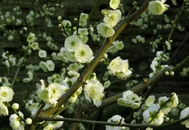 梅花种类大赏析你不知道的梅花