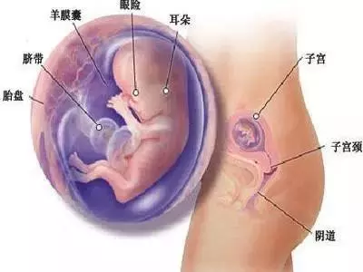 這些是寶寶在你肚子裡很難受的表現，要注意…… 生活 第1張