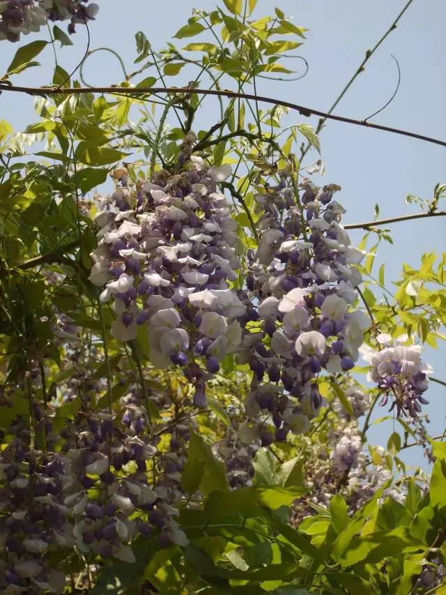 植物世界里不止有花香,还有"毒草毒树"图鉴