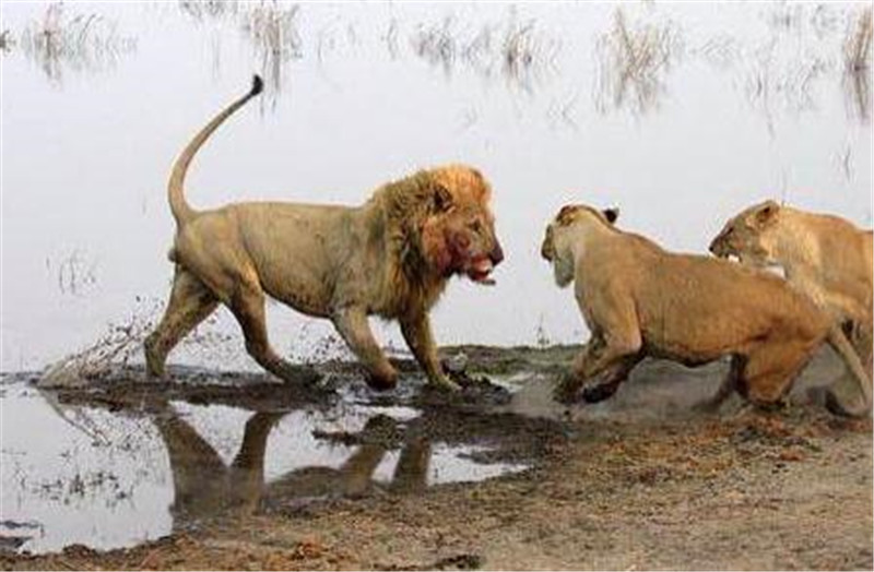 獅子撿到一頭羚羊，剛將肚子掏空主人就找來了，不過表現有點丟人 職場 第4張
