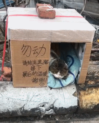 冬天寒冷，小區裡的居民一起弄了個小窩，給這些流浪貓送去溫暖 職場 第1張