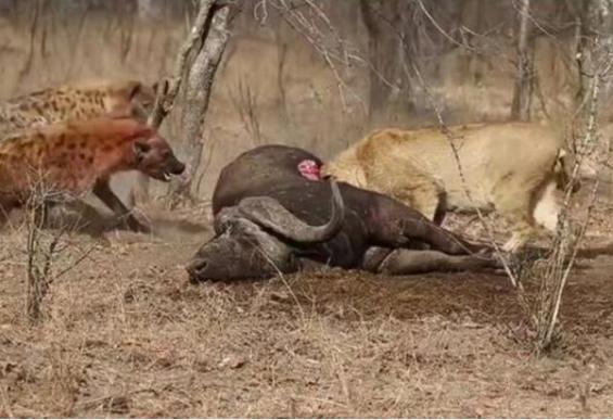 鬣狗群又來搶獅子的獵物，一只獅子的做法注定了這場爭奪戰的結局 職場 第2張