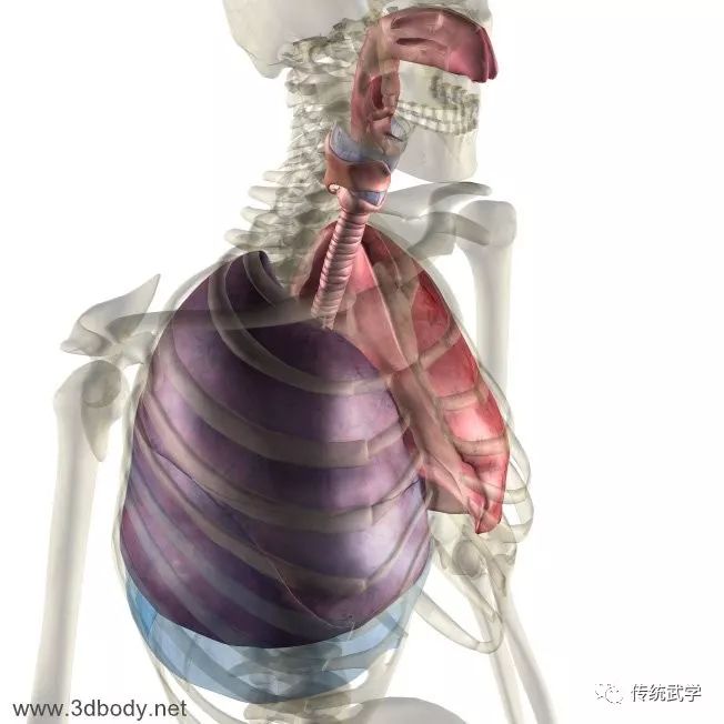 高清人体三维解剖图--白骨观,不净观可以参考观照