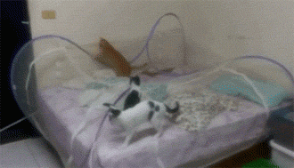 為了防貓上床，她專門買了蚊帳，結果卻成了巨型貓抓板 | 小哈說事 職場 第6張