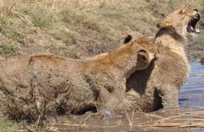 母獅正在喝水，突然被一雙爪子按住了，扭頭一看瞬間爆發了！ 職場 第3張