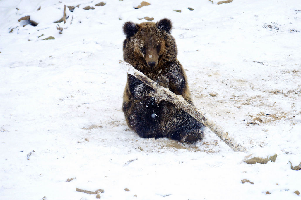 青岛森林野生动物世界网红棕熊熊五雪地里练棍功