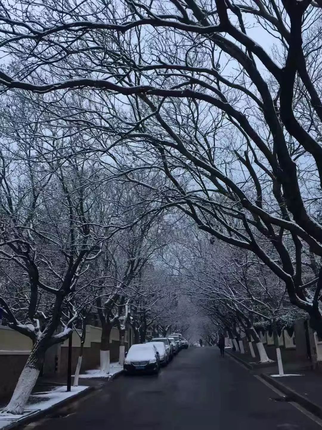 最新:青岛这个区雪最大!一大波雪景美图来了…丨12.11新闻早餐