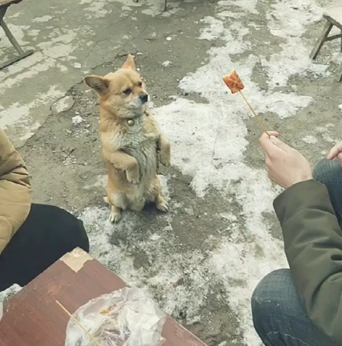 小黃狗在路邊攤前求食，看到顧客還會蹲坐作揖，狗：生活所迫…… 職場 第3張