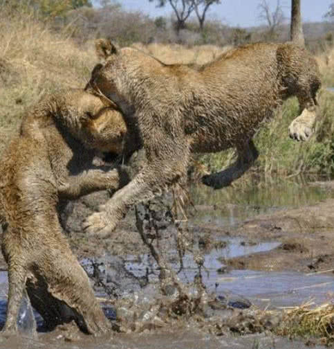 母獅正在喝水，突然被一雙爪子按住了，扭頭一看瞬間爆發了！ 職場 第2張