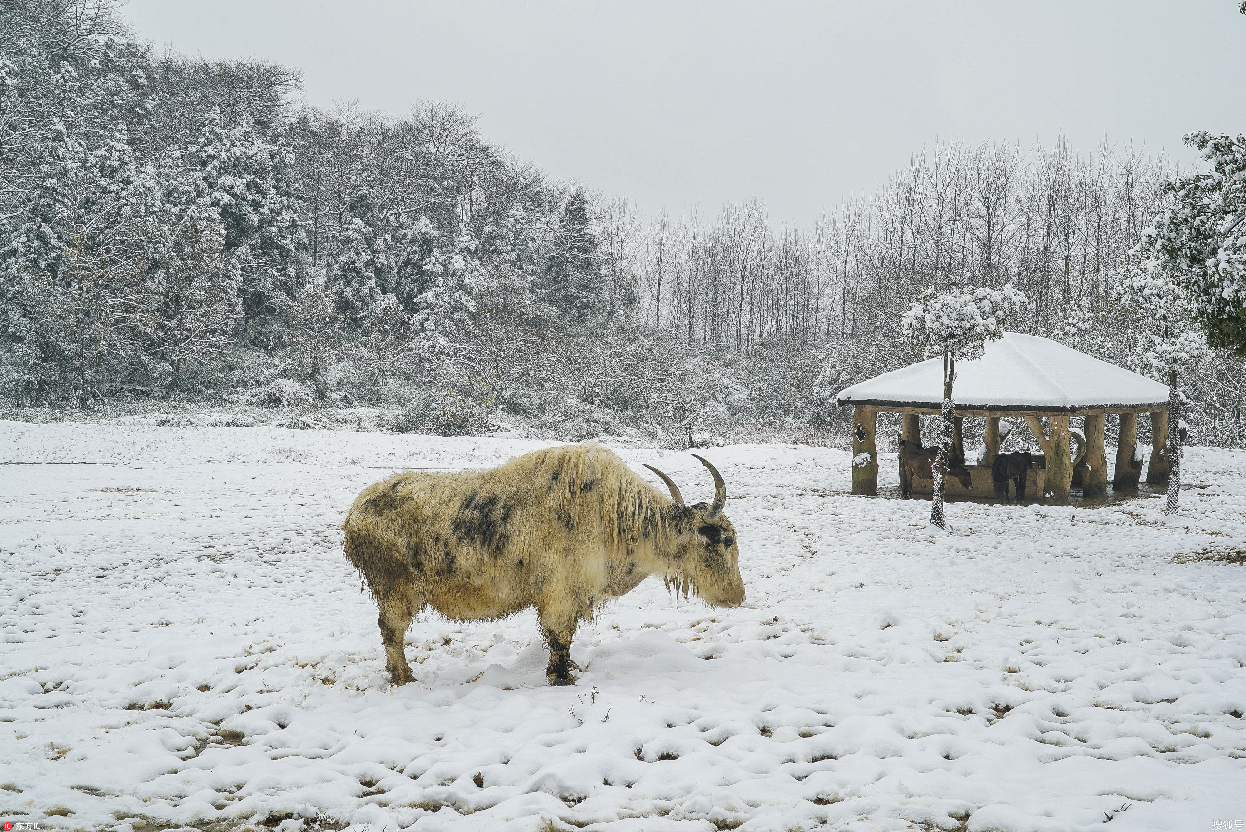 下雪天,不仅大人孩子嗨疯了,连动物们都沉浸在白雪皑皑的雪地里疯玩.