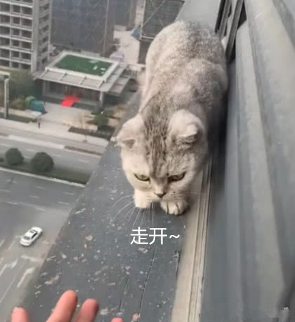 貓咪絕育後突然失蹤，隔天在20樓的窗台外找到：我會對你負責的 職場 第4張