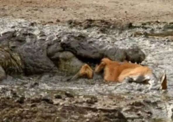 羚羊喝水時發現異物，好奇的湊近一看，命就沒了！ 職場 第3張