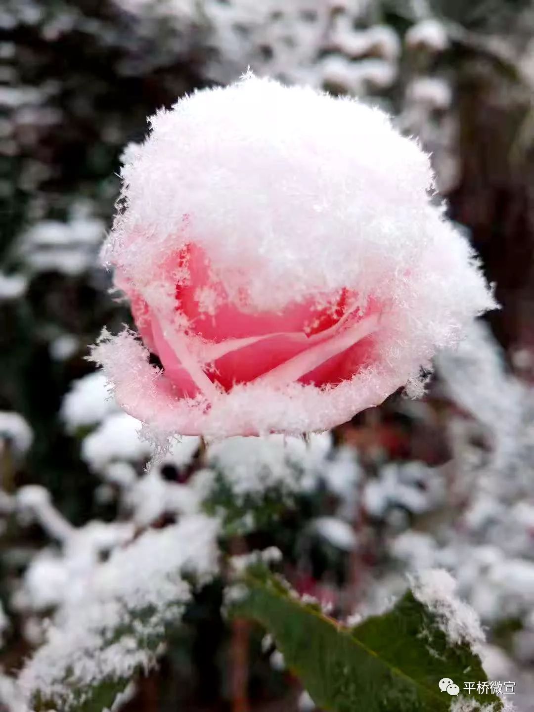 视觉志▏一场薄雪不成敬意