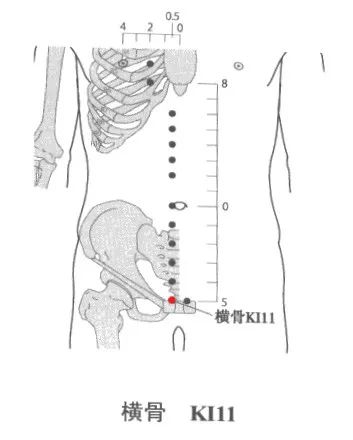 横骨:一个经常被人们忽略的神奇部位