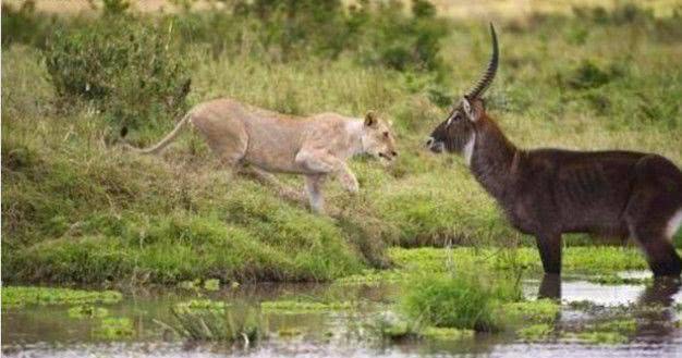 實拍喝水的羚羊遭遇獅子偷襲，危急之時，羚羊一招讓結局大反轉 職場 第1張