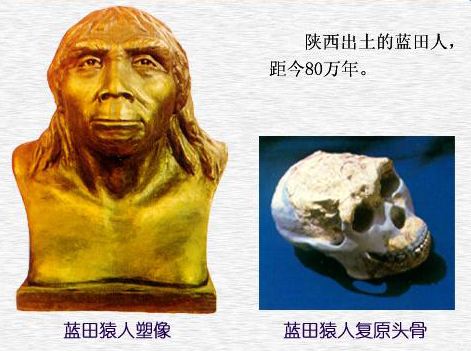 蓝田猿人也称"蓝田中国猿人","蓝田人".早期猿人化石.