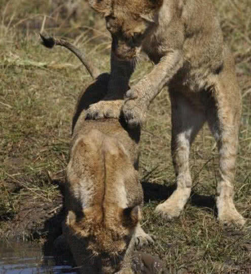 母獅正在喝水，突然被一雙爪子按住了，扭頭一看瞬間爆發了！ 職場 第1張
