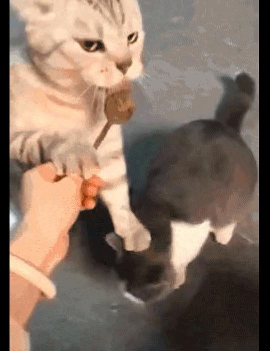 網友給兩只貓喂零食吃，其中一只貓按著同伴的頭吃獨食，好霸道！ 職場 第3張