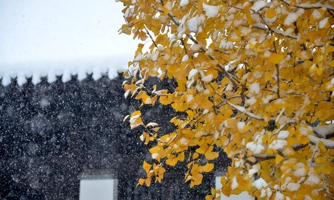 杭州下雪美成了天堂!网友:就差北京了