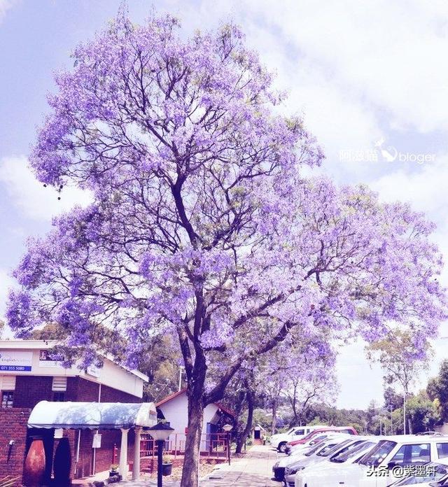 注:蓝花楹,生长于澳洲.花语,在绝望中等待