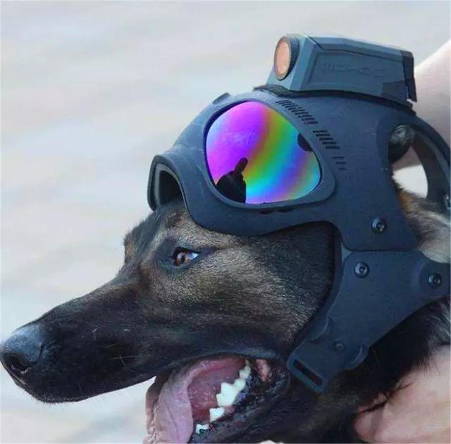 保护警犬，警察专门为爱犬定制头盔，防止狗耳被伤！