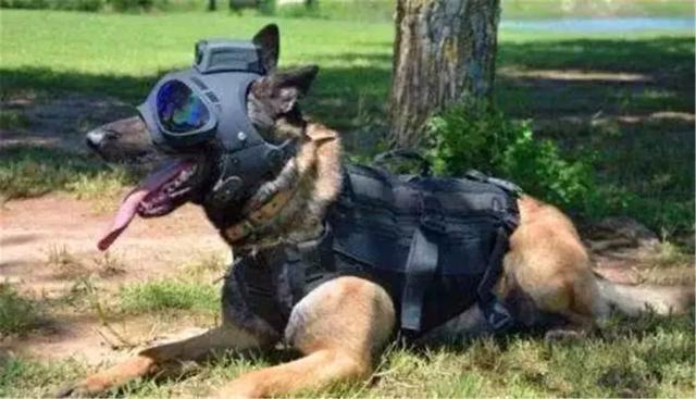 保护警犬，警察专门为爱犬定制头盔，防止狗耳被伤！
