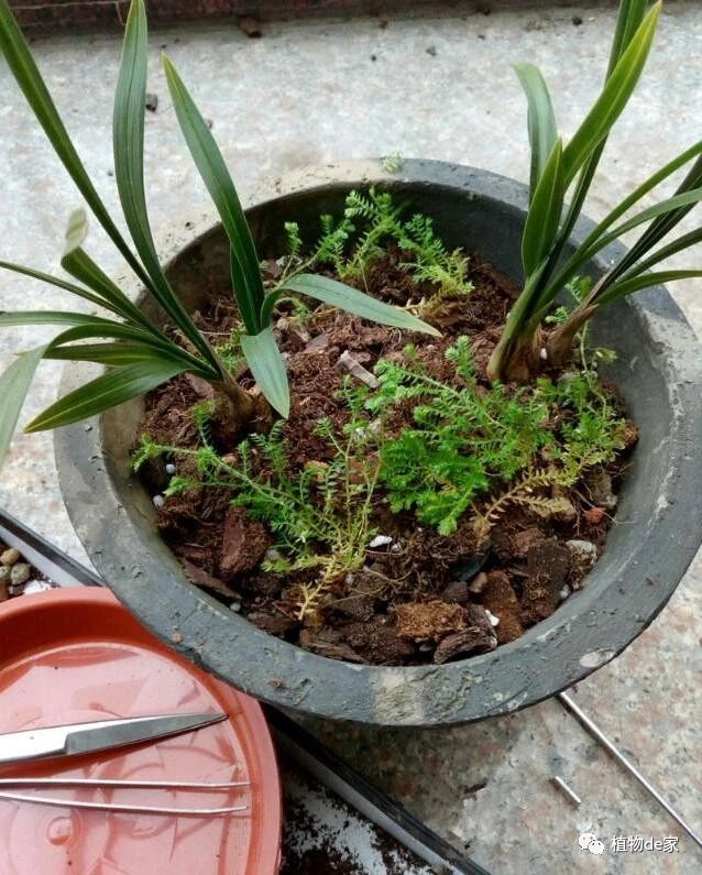 兰花翻盆"经典"小动作,3棵"护盆草,植料搭配是亮点!