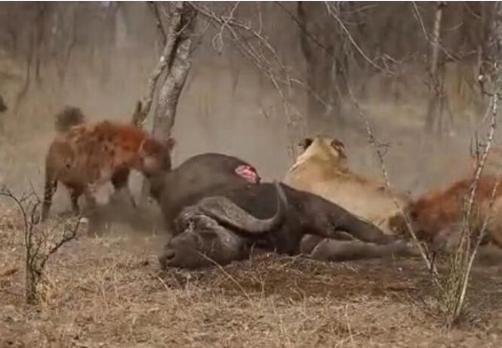 鬣狗群又來搶獅子的獵物，一只獅子的做法注定了這場爭奪戰的結局 職場 第3張