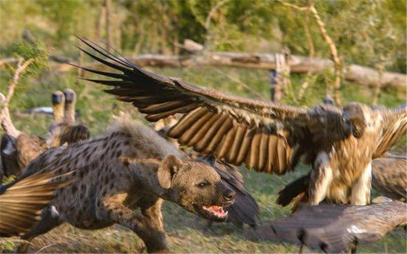 鬣狗見了禿鷲的食物兩眼放光，直接沖上和其一起搶奪，遭禿鷲鄙視 職場 第3張