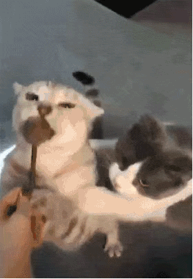 網友給兩只貓喂零食吃，其中一只貓按著同伴的頭吃獨食，好霸道！ 職場 第1張