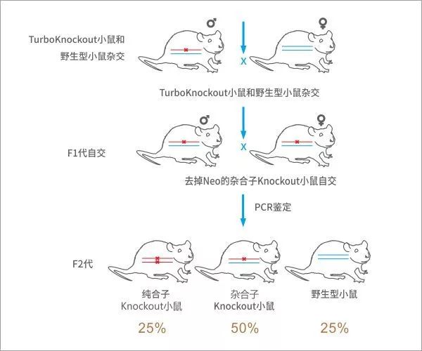 基因敲入小鼠的建系流程与基因敲除小鼠的一样.