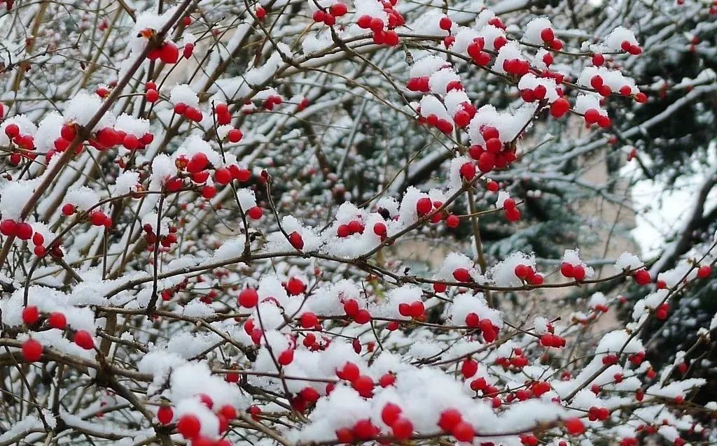 公园中腊梅迎雪开放