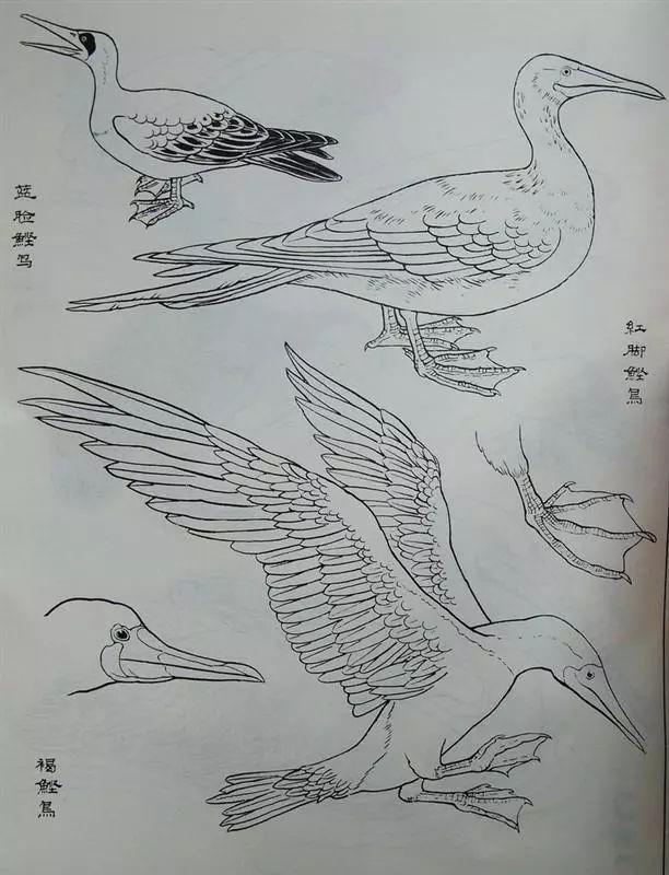 书画白描鸟类画谱