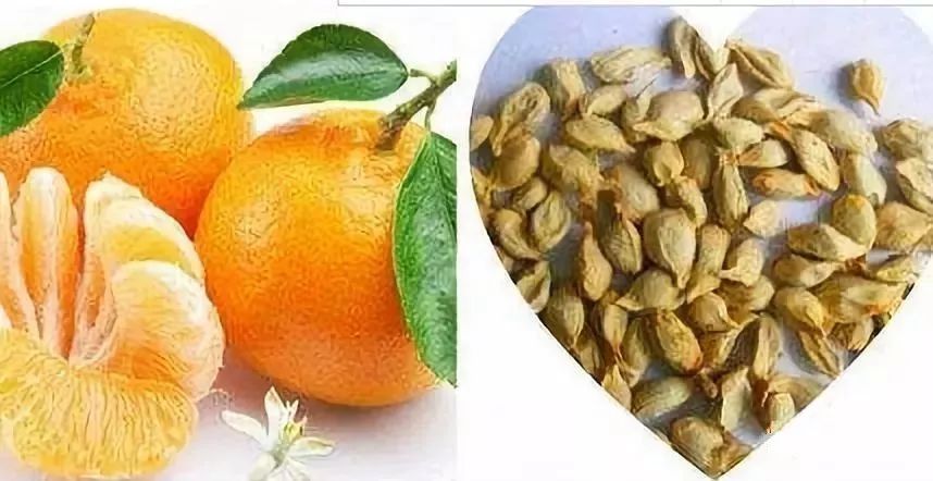 高小微:吃橘子不吐籽险些撑爆肠胃!这几种水果籽最好别咽.